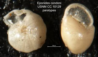 To NMNH Paleobiology Collection (Eponides condoni USNM CC 10129 paratypes)