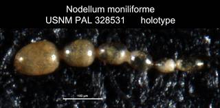 To NMNH Paleobiology Collection (Nodellum moniliforme USNM PAL 328531 holotype)
