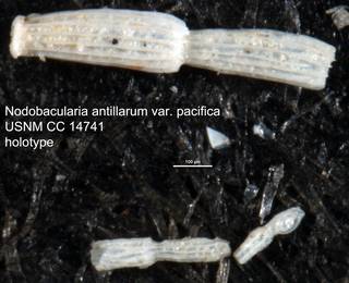 To NMNH Paleobiology Collection (Nodobacularia antillarum var. pacifica USNM CC 14741 holotype)