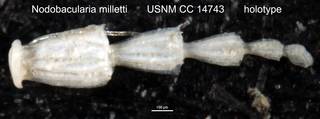 To NMNH Paleobiology Collection (Nodobacularia milletti USNM CC 14743 holotype)