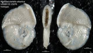 To NMNH Paleobiology Collection (Nodobaculariella atlantica USNM CC 23276 holotype)
