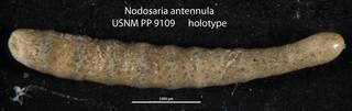 To NMNH Paleobiology Collection (Nodosaria antennula USNM PP 9109 holotype)
