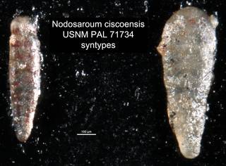 To NMNH Paleobiology Collection (Nodosaroum ciscoensis USNM PAL 71734 syntypes)