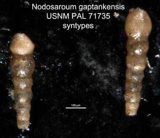 To NMNH Paleobiology Collection (Nodosaroum gaptankensis USNM PAL 71735 syntypes)