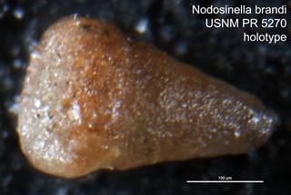 To NMNH Paleobiology Collection (Nodosinella brandi USNM PR 5270 holotype)