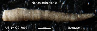 To NMNH Paleobiology Collection (Nodosinella glabra USNM CC 7006 holotype)