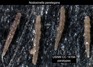 To NMNH Paleobiology Collection (Nodosinella perelegans USNM CC 14194 paratypes)