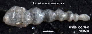 To NMNH Paleobiology Collection (Nodosinella velascoensis USNM CC 5208 holotype)