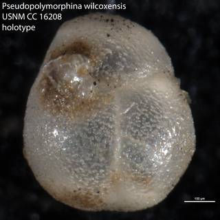 To NMNH Paleobiology Collection (Pseudopolymorphina wilcoxensis USNM CC 16208 holotype view 2)