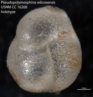 To NMNH Paleobiology Collection (Pseudopolymorphina wilcoxensis USNM CC 16208 holotype)