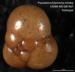 To NMNH Paleobiology Collection (Pseudotrochammina triloba USNM MO 687467 holotype)