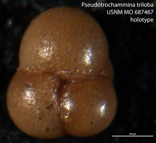 To NMNH Paleobiology Collection (Pseudotrochammina triloba USNM MO 687467 holotype 1)