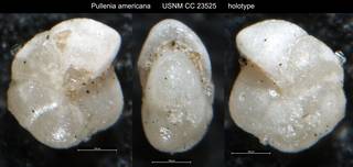 To NMNH Paleobiology Collection (Pullenia americana USNM CC 23525 holotype)