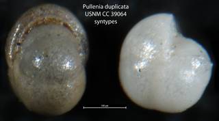 To NMNH Paleobiology Collection (Pullenia duplicata USNM CC 39064 syntypes)
