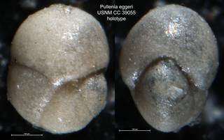 To NMNH Paleobiology Collection (Pullenia eggeri USNM CC 39055 holotype)