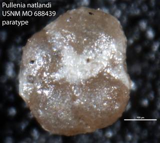 To NMNH Paleobiology Collection (Pullenia natlandi USNM MO 688439 paratype)