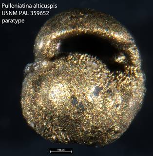 To NMNH Paleobiology Collection (Pulleniatina alticuspis USNM PAL 359652 paratype)