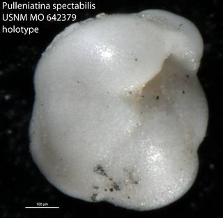 To NMNH Paleobiology Collection (Pulleniatina spectabilis USNM MO 642379 holotype)