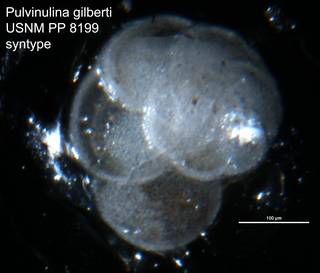 To NMNH Paleobiology Collection (Pulvinulina gilberti USNM PP 8199 syntypes)
