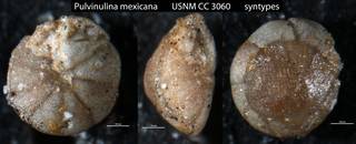 To NMNH Paleobiology Collection (Pulvinulina mexicana USNM CC 3060 syntypes)