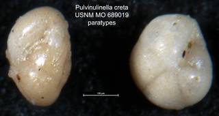 To NMNH Paleobiology Collection (Pulvinulinella creta USNM MO 689019 paratypes)