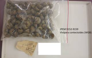 To NMNH Extant Collection (JPEM 9152-9159)