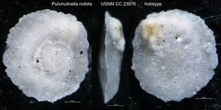 To NMNH Paleobiology Collection (Pulvinulinella nobilis USNM CC 23976 holotype)