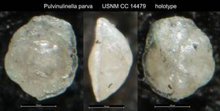 To NMNH Paleobiology Collection (Pulvinulinella parva USNM CC 14479 holotype)
