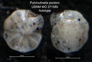 To NMNH Paleobiology Collection (Pulvinulinella pontoni USNM MO 371080 holotype)
