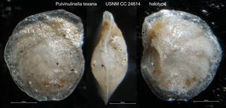 To NMNH Paleobiology Collection (Pulvinulinella texana USNM CC 24614 holotype)
