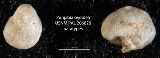 To NMNH Paleobiology Collection (Punjabia ovoidea USNM PAL 206820 paratypes)