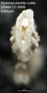 To NMNH Paleobiology Collection (Nodobaculariella rudita USNM CC 6999 holotype 2)