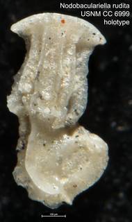 To NMNH Paleobiology Collection (Nodobaculariella rudita USNM CC 6999 holotype)