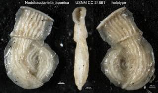 To NMNH Paleobiology Collection (Nodobaculariella japonica USNM CC 24861 holotype)