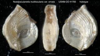 To NMNH Paleobiology Collection (Nodobaculariella multilocularis var. ornata USNM CC 41785 holotype)