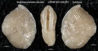 To NMNH Paleobiology Collection (Nodobaculariella robusta USNM MO 626183 holotype)