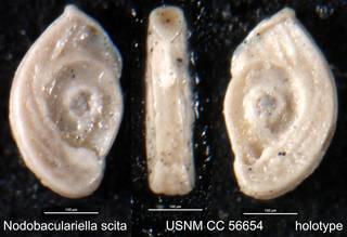 To NMNH Paleobiology Collection (Nodobaculariella scita USNM CC 56654 holotype)