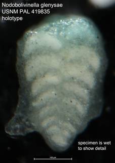 To NMNH Paleobiology Collection (Nodobolivinella glenysae USNM PAL 419835 holotype wet)