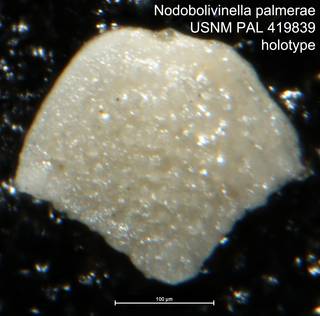 To NMNH Paleobiology Collection (Nodobolivinella palmerae USNM PAL 419839 holotype)
