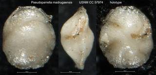 To NMNH Paleobiology Collection (Pseudoparrella madrugaensis USNM CC 57974 holotype)