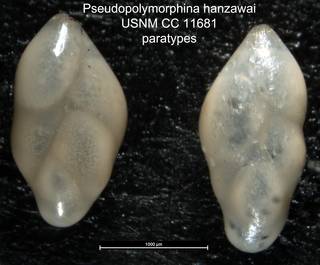 To NMNH Paleobiology Collection (Pseudopolymorphina hanzawai USNM CC 11681 paratypes)