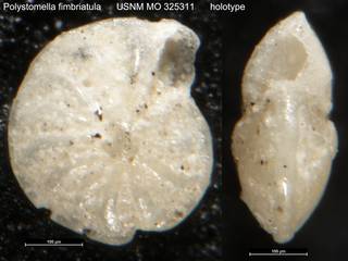 To NMNH Paleobiology Collection (Polystomella fimbriatula USNM MO 325311 holotype)