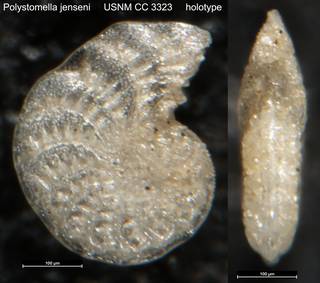 To NMNH Paleobiology Collection (Polystomella jenseni USNM CC 3323 holotype)