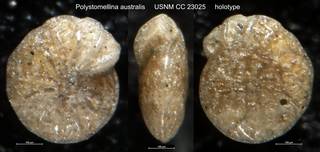 To NMNH Paleobiology Collection (Polystomellina australis USNM CC 23025 holotype)