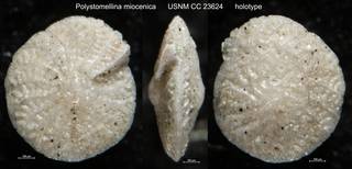 To NMNH Paleobiology Collection (Polystomellina miocenica USNM CC 23624 holotype)