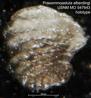 To NMNH Paleobiology Collection (Praeammoastuta alberdingi USNM MO 547643 holotype)