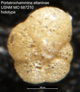 To NMNH Paleobiology Collection (Portatrochammina eltaninae USNM MO 687210 holotype)