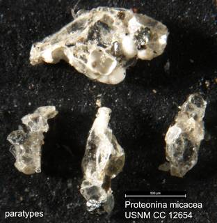 To NMNH Paleobiology Collection (Proteonina micacea USNM CC 12654 paratypes)
