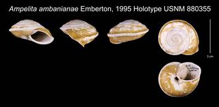 To NMNH Extant Collection (Ampelita ambaniana Emberton, 1995    USNM 880355)