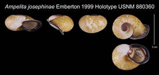 To NMNH Extant Collection (Ampelita josephinae Emberton, 1995    USNM 880360)